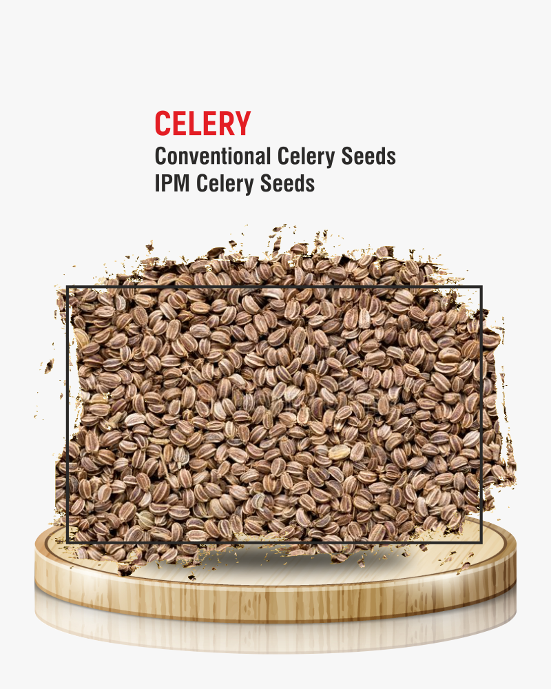 Celery